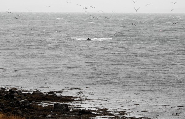 whales in scapa flow