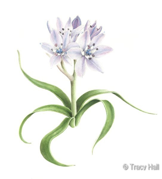 spring squill watercolour flower painting by tracy hall
