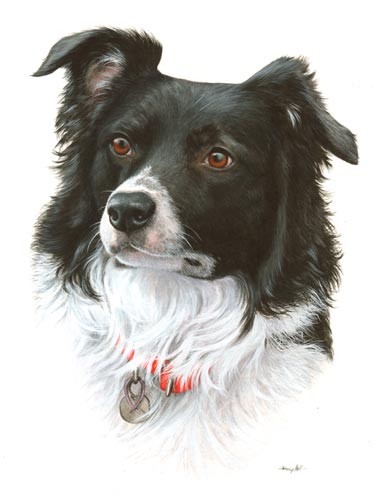 Border Collie Pet PortraitPrivate commission, watercolour.