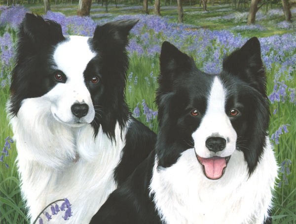 Border collies pet portrait