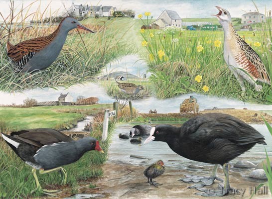 corncrake, coot and moorhen watercolour painting by Tracy Hall Orkney Book of Birds