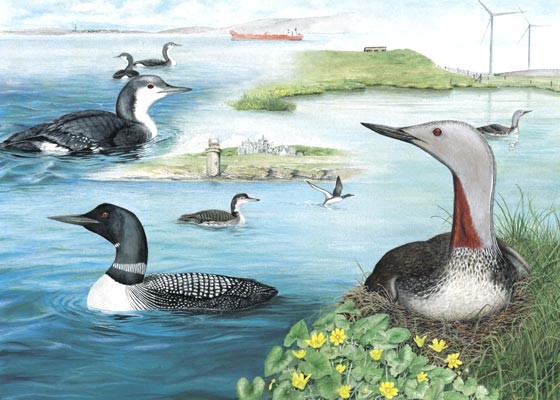 Divers (Loons) watercolour painting by tracy hall