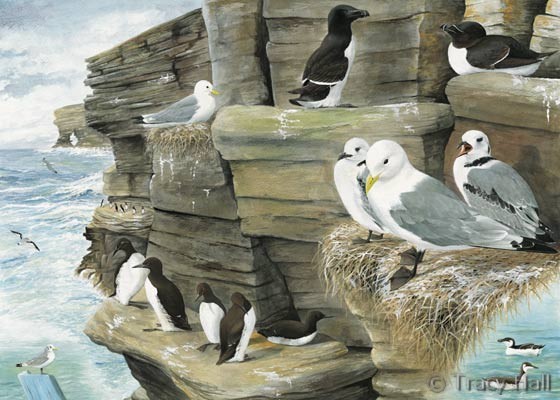 kittiwake, guillemot, razorbill watercolour painting by Tracy Hall Orkney Book of Birds