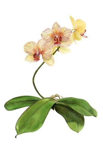 moth orchid watercolour painting by tracy hall
