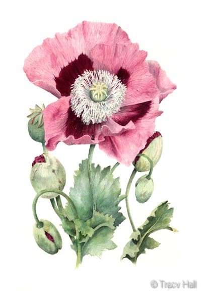 opium poppy watercolour flower painting by tracy hall