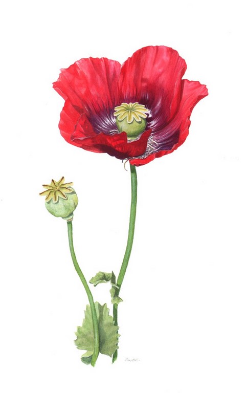 Red Opium Poppy