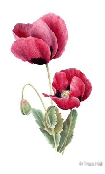 Pink poppies watercolour flower painting by tracy hall