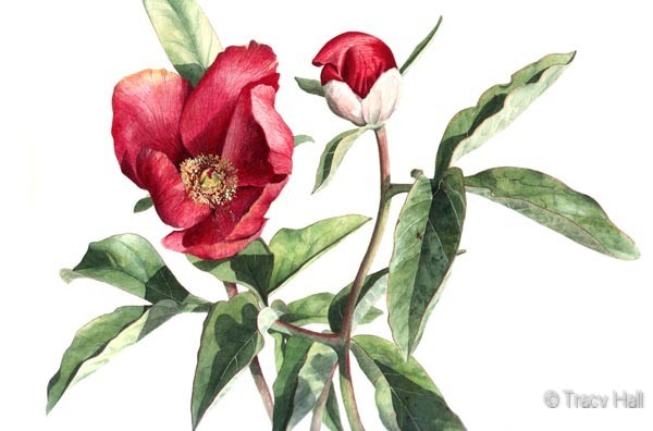 peony watercolour flower painting by tracy hall