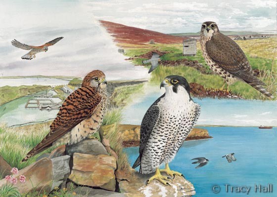 kestrel, merlin and peregrine watercolour painting by Tracy Hall Orkney Book of Birds