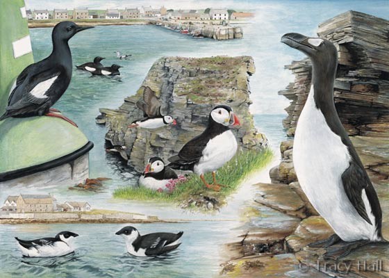 Puffin, guillemot and Auk watercolour painting by Tracy Hall Orkney Book of Birds