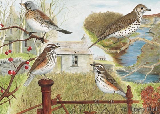 redwing, fieldfare and thrush watercolour painting by Tracy Hall Orkney Book of Birds