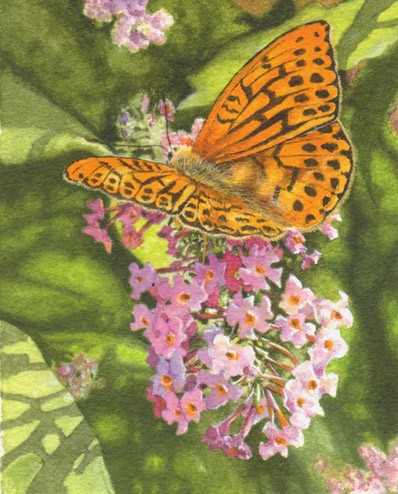 silver-washed fritillary butterfly on buddleia miniature painting