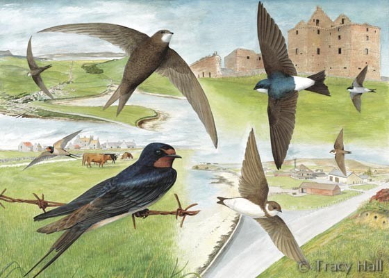 swallow, swift and martin watercolour painting by Tracy Hall Orkney Book of Birds