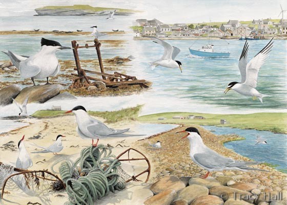Terns watercolour painting by Tracy Hall Orkney Book of Birds