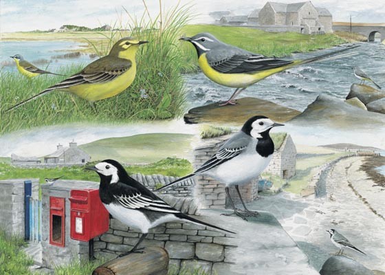 Wagtails watercolour painting by tracy hall