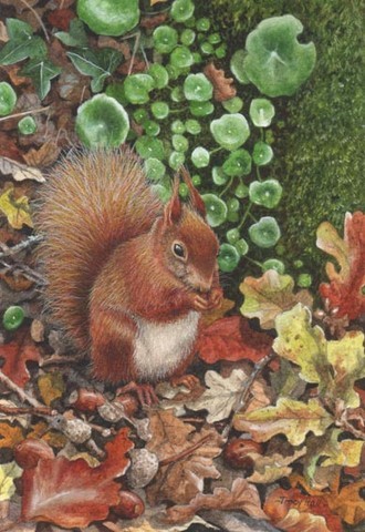 Red Squirrel miniature painting by Tracy Hall