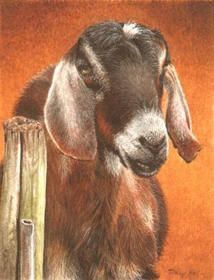 anglo nubian goat miniature painting