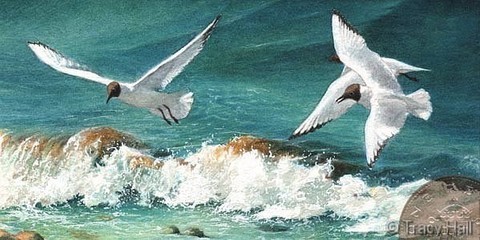 black headed gulls miiature painting