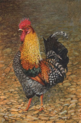 cockerel miniature painting