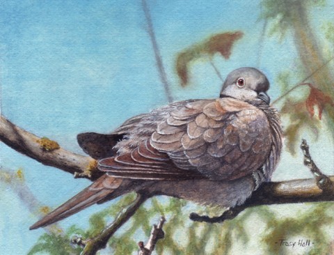 collared dove miniature painting