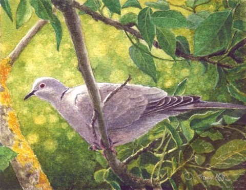 dove miniature painting