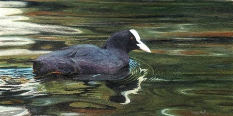 coot miniature painting