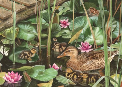 mallard duck with ducklings amongst waterlilies watercolour painting by Tracy Hall