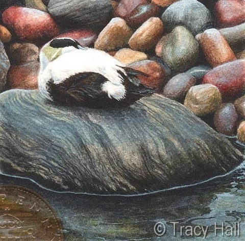 eider duck miniature painting