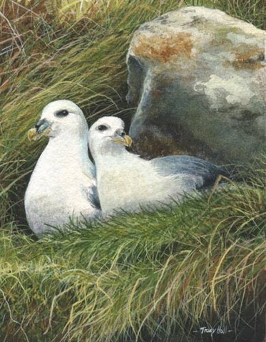 fulmars miniature painting