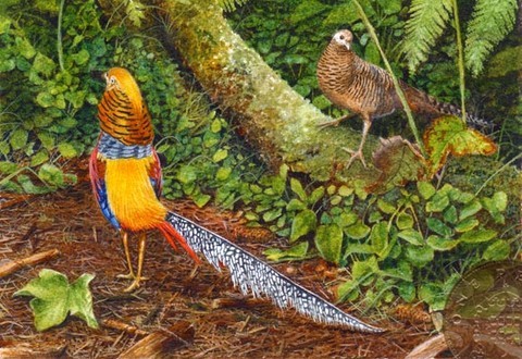 golden pheasants miniature painting