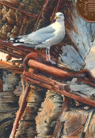 herring gull miniature painting
