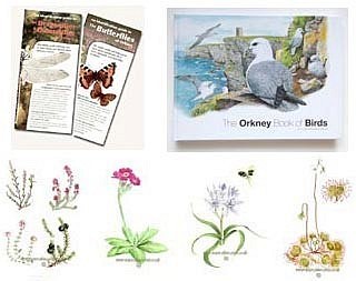 illustration and paintings by tracy hall prints and cards