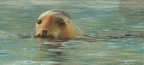 common seal miniature painting by tracy hall