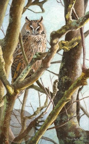 long eared owl miniature painting