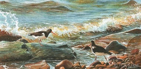 oyster catchers miniature painting