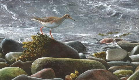 REDSHANK MINIATURE PAINTING