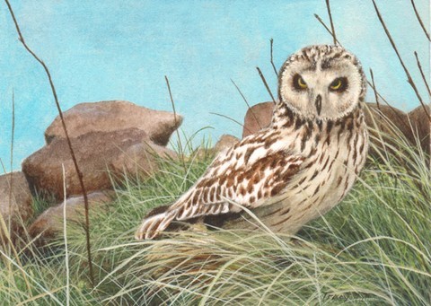short eared owl miniature painting