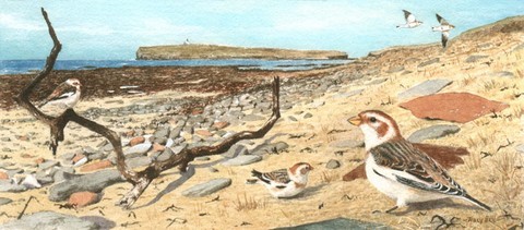 SNOW BUNTINGS MINIATURE PAINTING