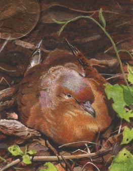 socorro dove miniature painting