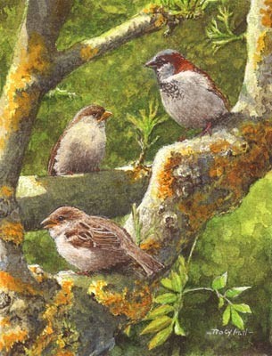 sparrows miniature painting