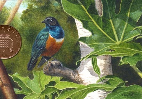 superb starling miniature painting