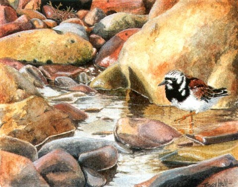 TURNSTONE MINIATURE PAINTING