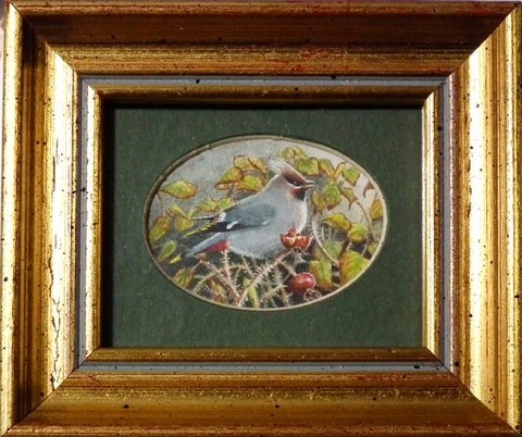 WAXWING MINIATURE PAINTING