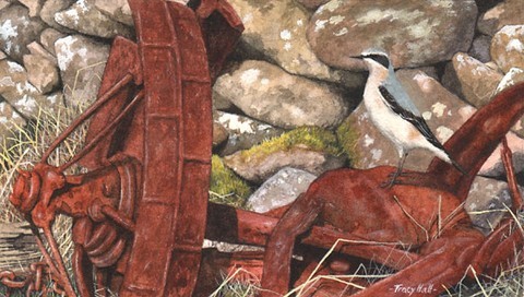 wheatear miniature painting