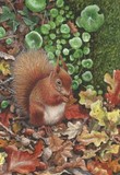 Red Squirrel miniature painting by Tracy Hall