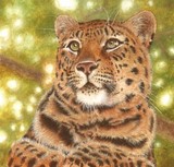 amur leopard miniature watercolour painting by Tracy Hall
