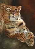 amur leaopard miniature painting