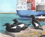 black guillemots miniature painting