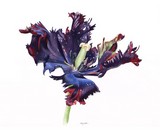 black tulip watercolour painting by tracy hall