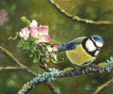 bluetit miniature painting by tracy hall